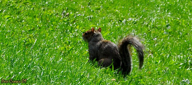 Esquirol (Sciurus carolinensis)