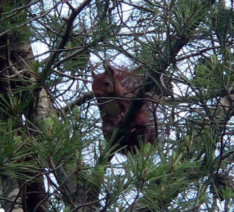 Esquirol (Sciurus vulgaris)