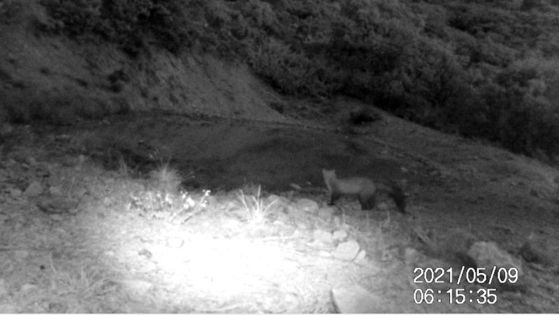 Fotoparany al Montsec: Fagina atenta a l'albada