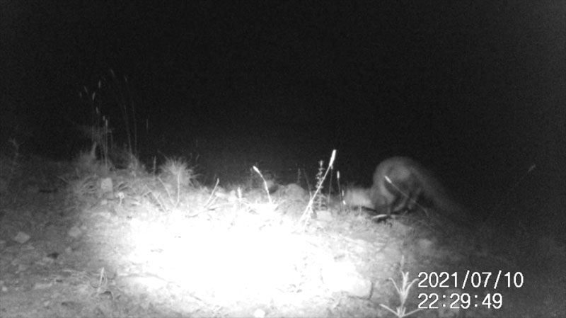 Fotoparany al Montsec: Fagina ensumant