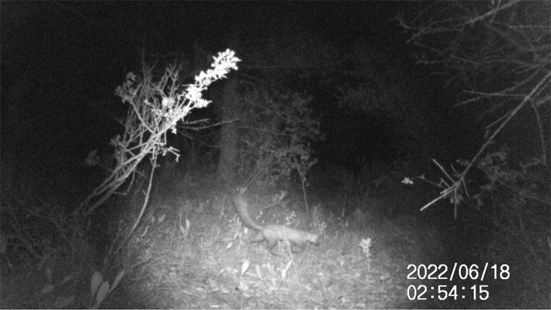 Fotoparany a Vallbona: Fagina ensumant amb la cua aixecada de nit