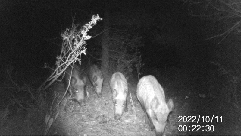 Fotoparany a Vallbona: 4 cries de senglar ensumant de nit