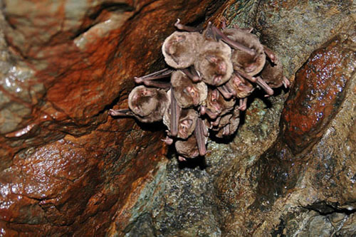 Rats-penats de cova. Murciélagos de cueva (Miniopterus schreibersi)