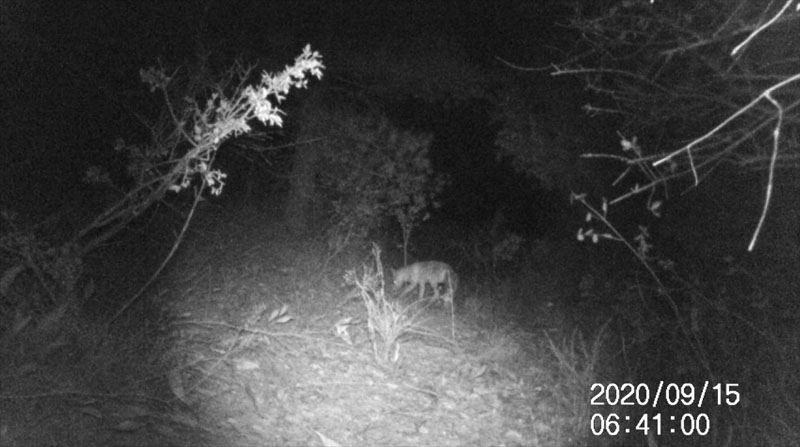 Fotoparany a Vallbona: Guineu de nit