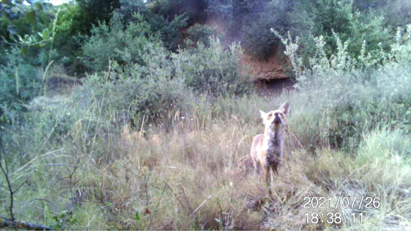 Fotoparany a la Vall d'Àger: Guineu ensumant l'aire