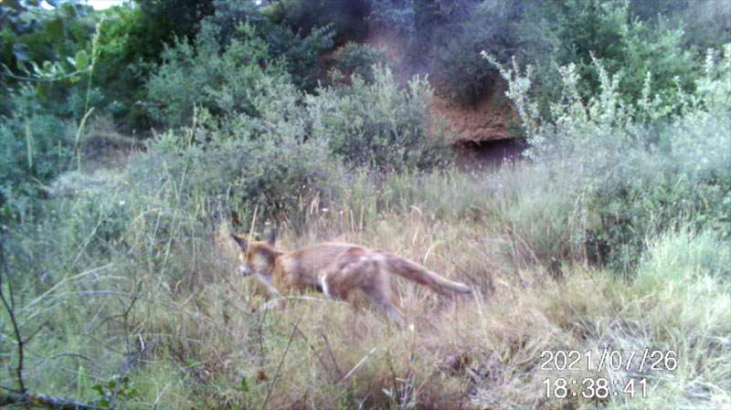 Fotoparany a la Vall d'Àger: Guineu marxa definitivament