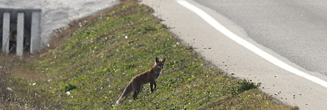 Guineu comuna (Vulpes vulpes)