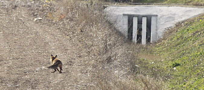 Guineu comuna (Vulpes vulpes)