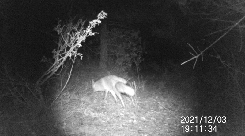 Fotoparany a Vallbona: Guineu en bon estat pixant de nit