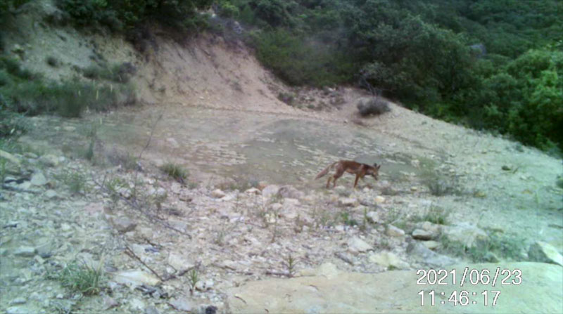 Fotoparany al Montsec: Guineu