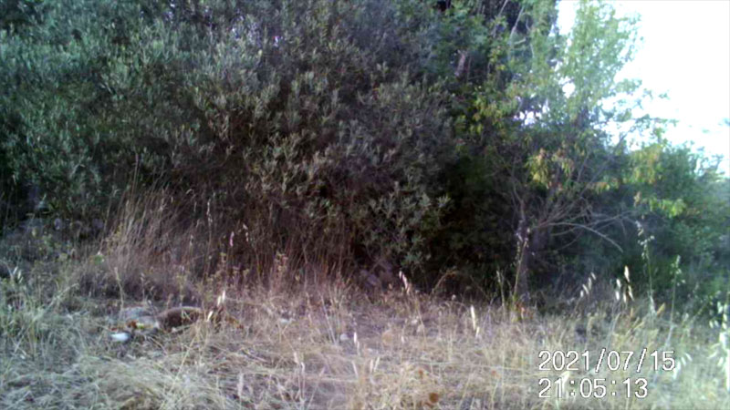 Fotoparany a Vallbona: Guineu refregant-se al terra