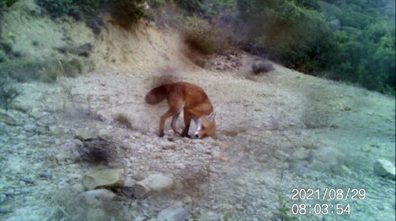 Fotoparany al Montsec: Guineu refregant-se de dia