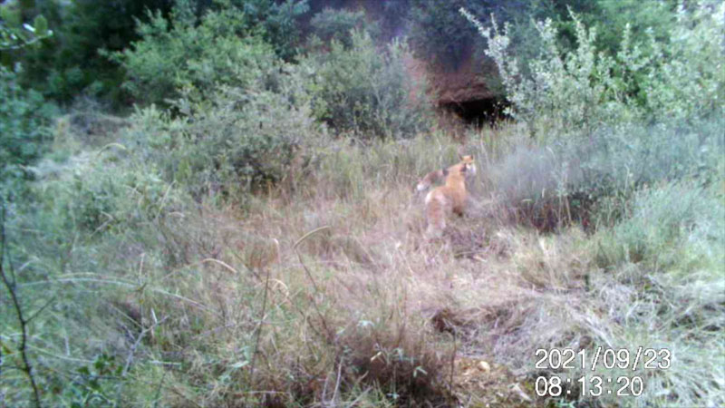 Fotoparany a la Vall d'Àger: 2 Guineus juntes 2/3