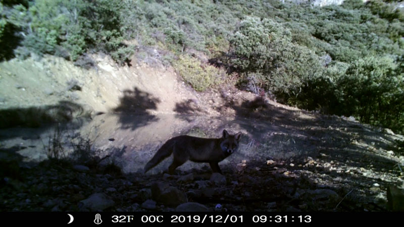 Fotoparany al Montsec: Guineu de dia