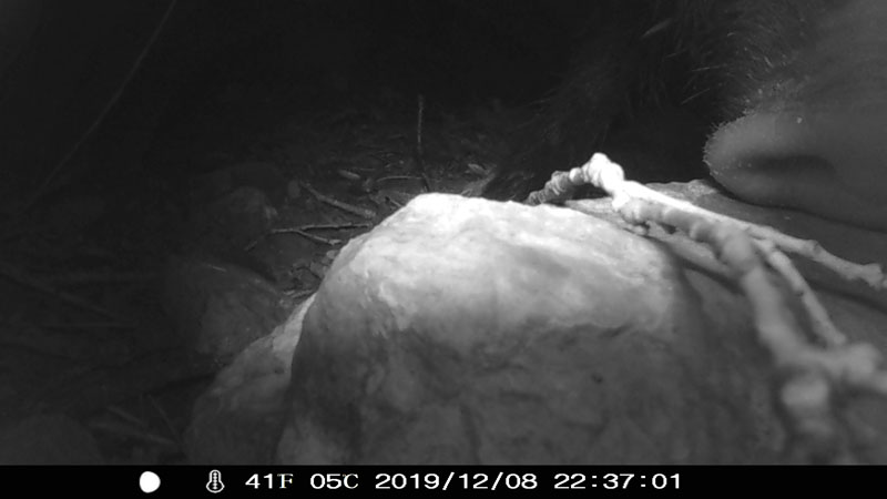 Fotoparany al Montsec: Els senglars han tirat la càmera