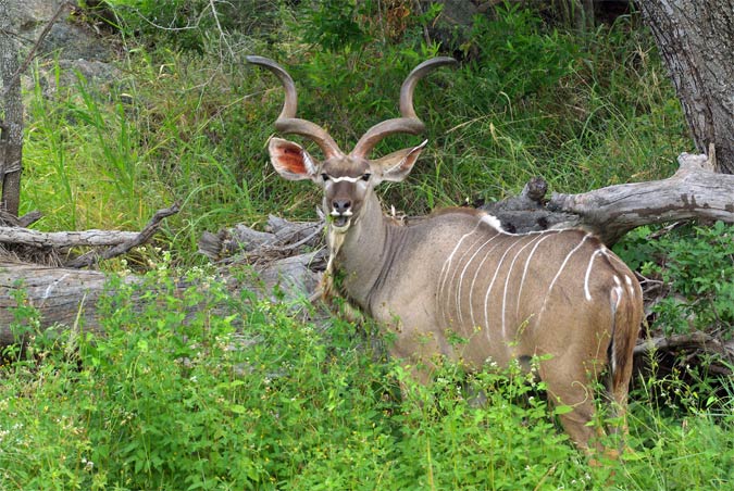 Gran kudú(Tragelaphus strepsiceros)