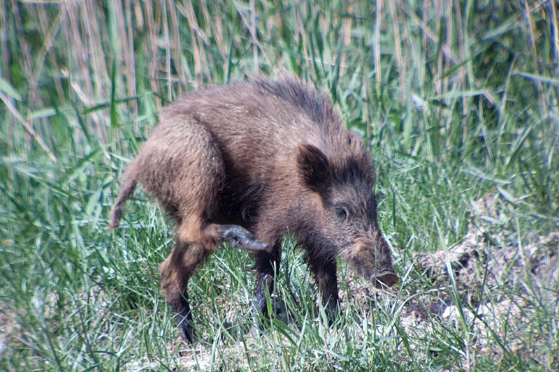 Porc senglar (Sus Scrofa)