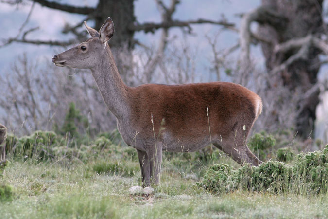 Cèrvol femella. Cervus elaphus