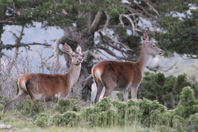 Femelles de Cèrvol. Cervus elaphus