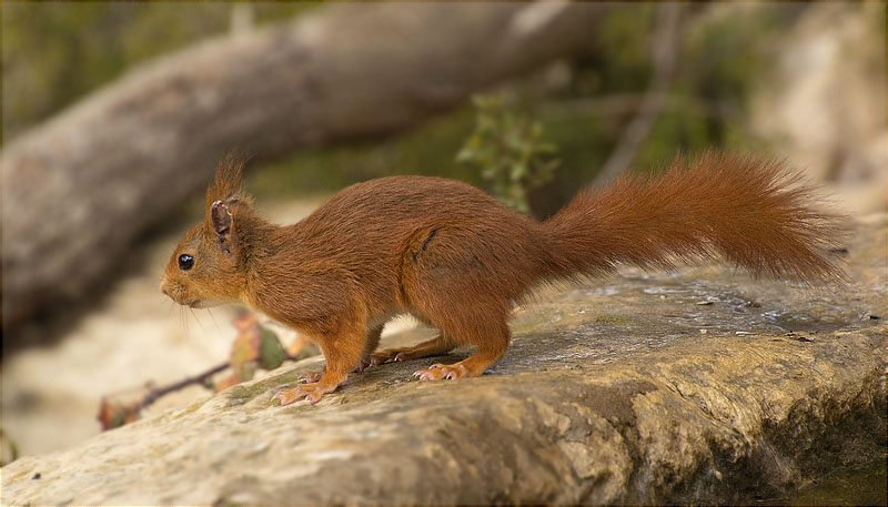 Esquirol (Sciurus vulgaris)