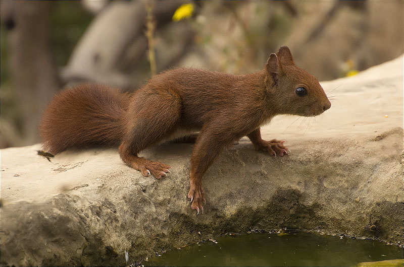 Esquirol (Sciurus vulgaris)