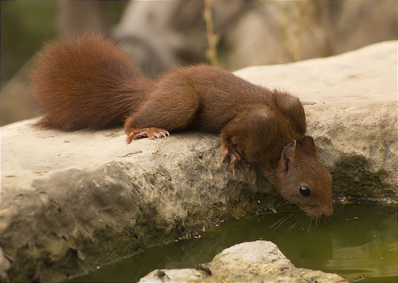 Esquirol (Sciurus vulgaris)