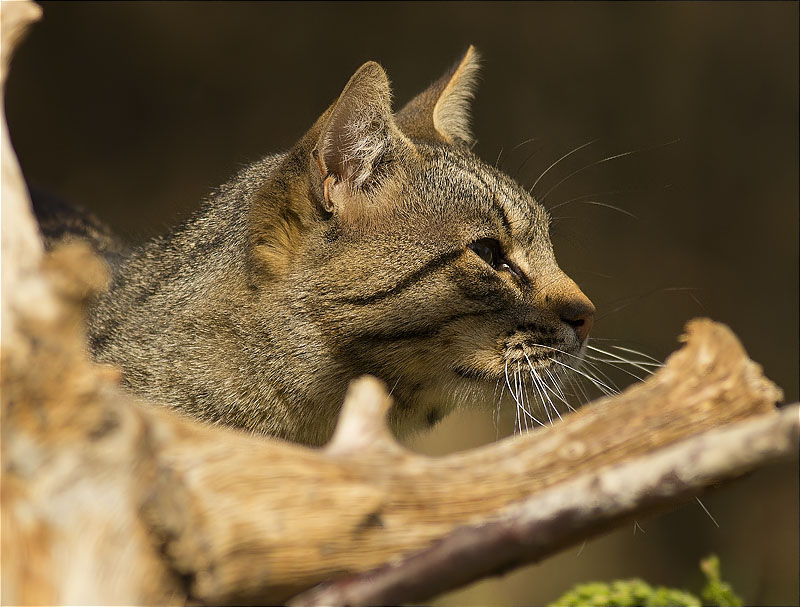 Gat (Felis silvestris catus)