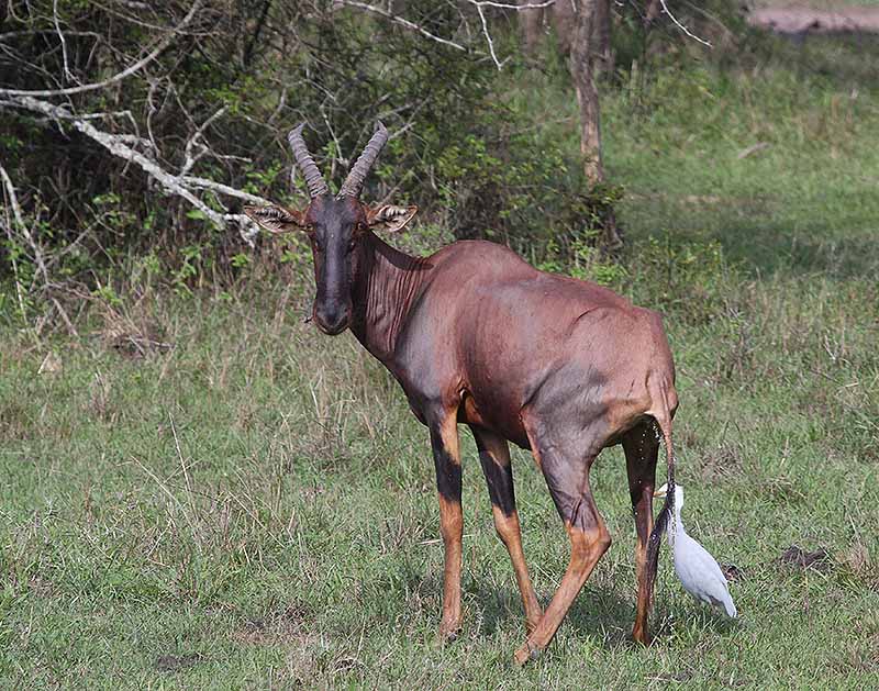 Topi comú (Damaliscus lunatus)