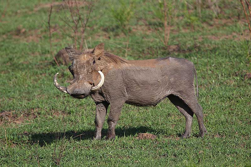 Facoquer (Phacochoerus africanus)