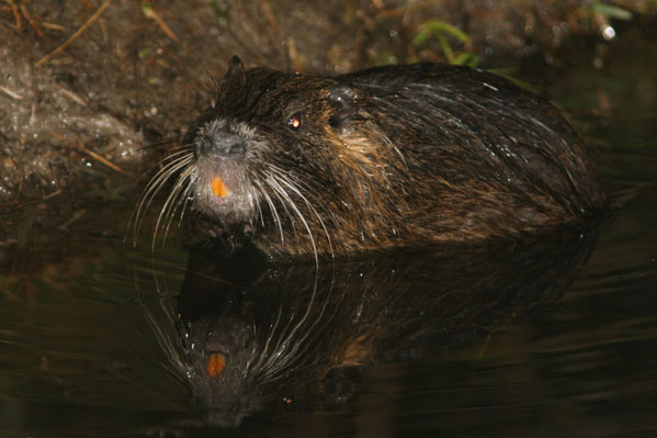 Coipú o rata castor.Myocastor coypus.