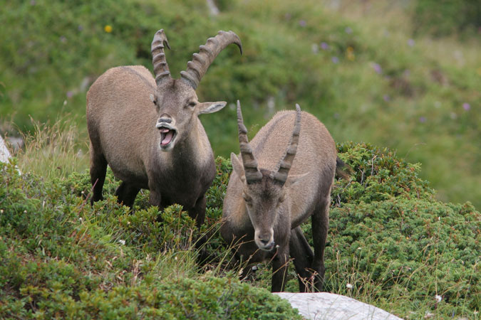 Ibex. Capra ibex