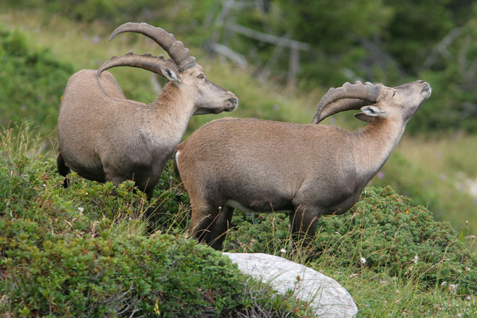 Ibex. Capra ibex