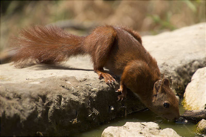 Esquirol (Sciurus vulgaris)