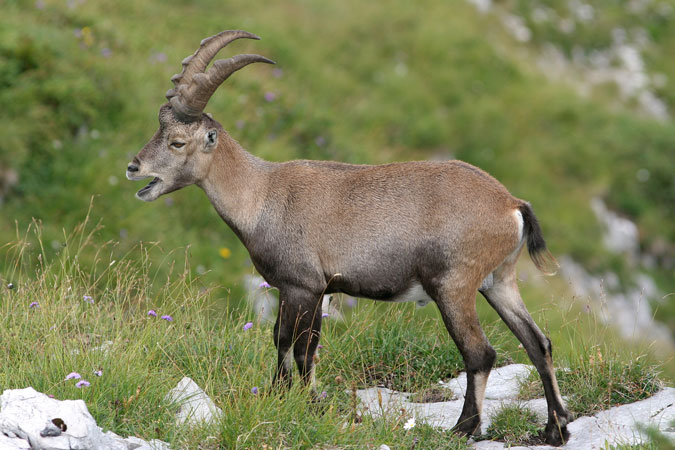 Ibex. Capra ibex