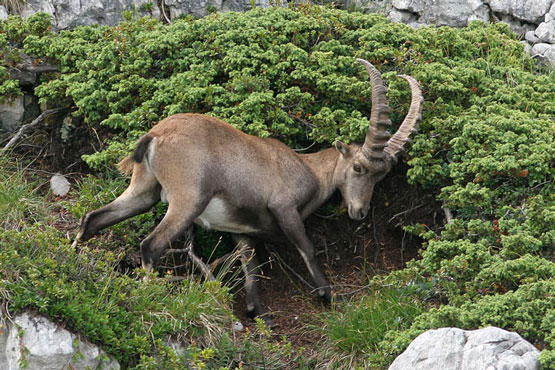 Ibex. Capra ibex