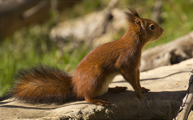 Esquirol (Sciurus vulgaris)