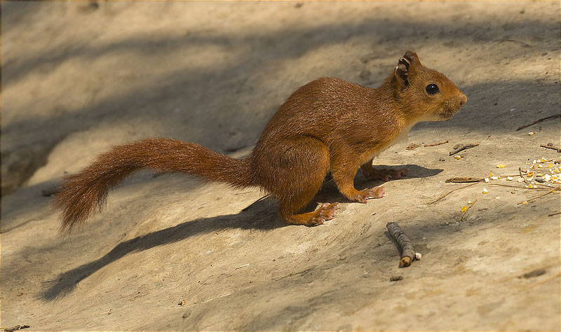 Esquirol (Sciurus vulgaris)