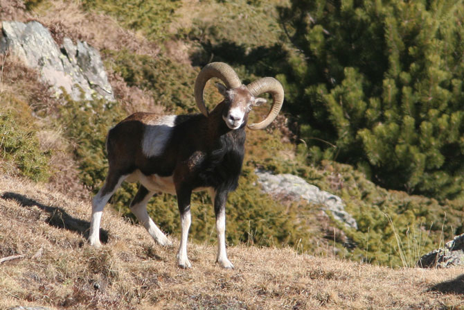 Mufló (Ovis musimon)