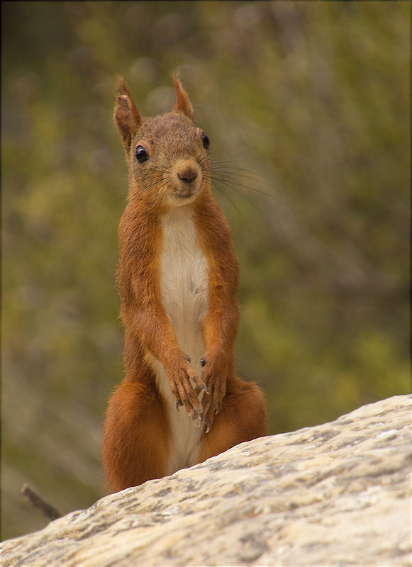 Esquirol (Sciurus vulgaris)