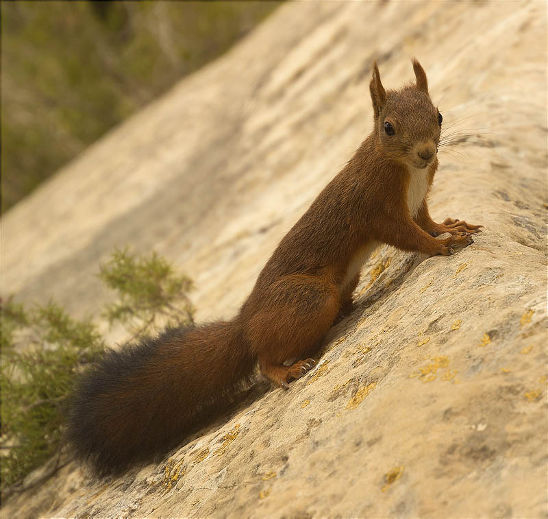 Esquirol (Sciurus vulgaris)