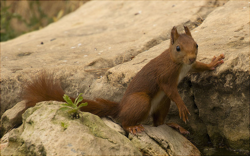 Esquirol (Sciurus vulgaris)