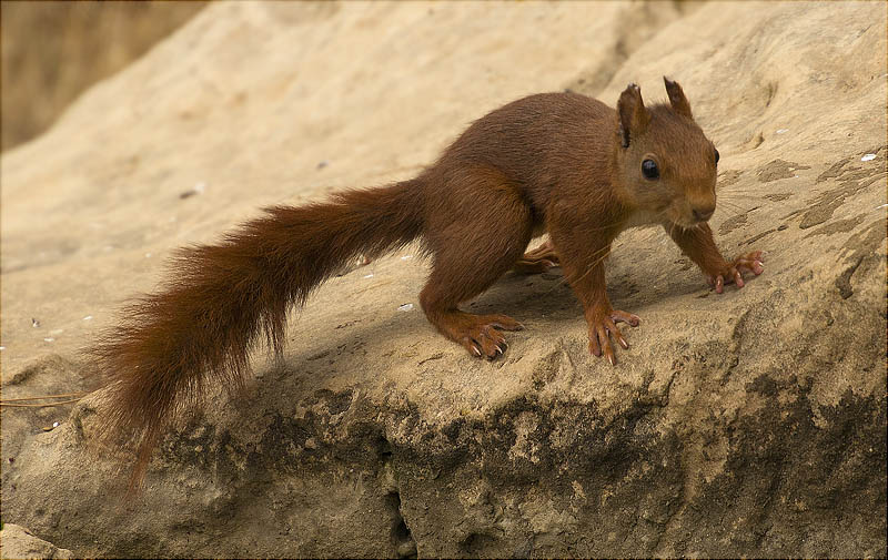 Esquirol (Sciurus vulgaris)