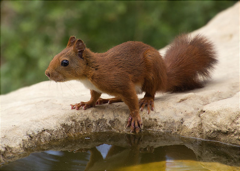 Esquirol (Sciurus vulgaris)