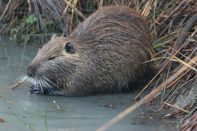 Coipú o rata castor. Myocastor coypus