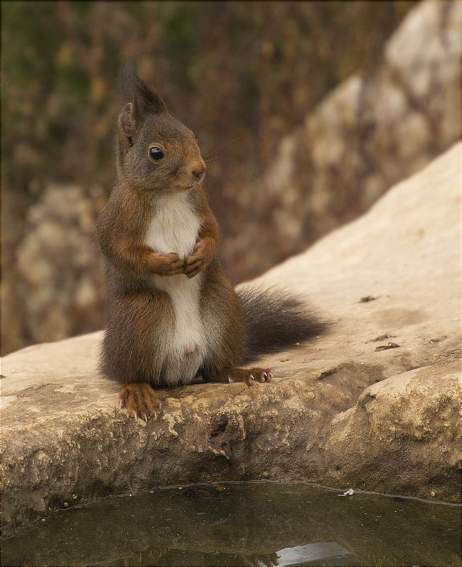 Esquirol (Sciurus vulgaris)