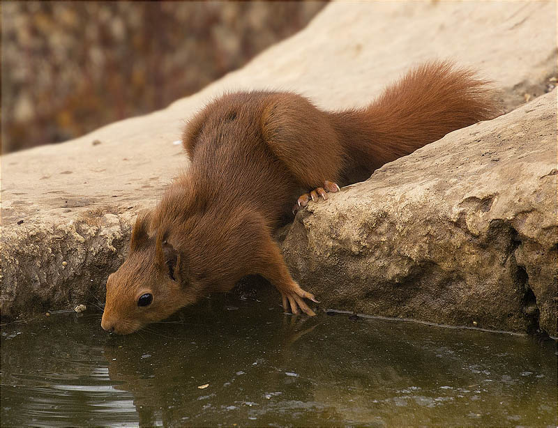 Esquirol (Sciurus vulgaris)