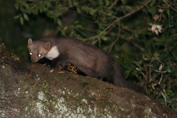 Fagina (martes foina)