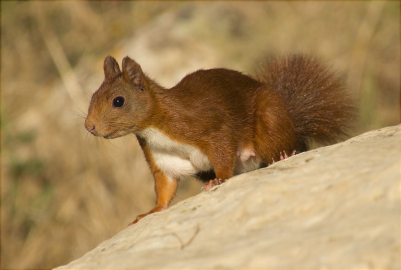 Esquirol (Sciurus vulgaris)