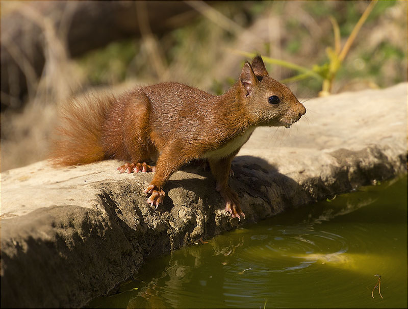 Esquirol (Sciurus vulgaris)