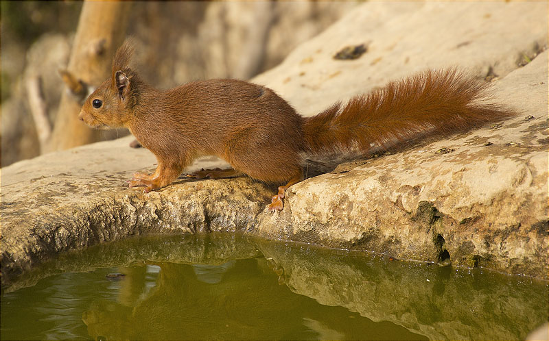 Esquirol (Sciurus vulgaris)